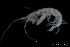  ( - ZMBN_130585)  @11 [ ] Creative Commons BY NC SA (2020) University of Bergen Natural History Collections