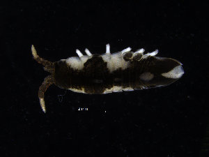  ( - ZMBN_130587)  @11 [ ] CreativeCommons - Attribution Non-Commercial Share-Alike (2019) University of Bergen Natural History Collections