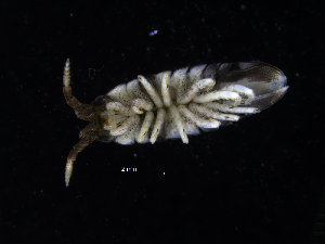  ( - ZMBN_130587)  @11 [ ] CreativeCommons - Attribution Non-Commercial Share-Alike (2019) University of Bergen Natural History Collections