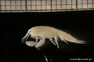  ( - ZMBN_131295)  @11 [ ] Creative Commons BY NC SA (2022) University of Bergen Natural History Collections