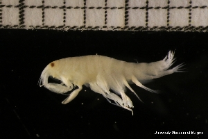  ( - ZMBN_131306)  @11 [ ] Creative Commons BY NC SA (2022) University of Bergen Natural History Collections