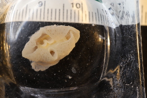  (Lamellaria latens - ZMBN_131485)  @11 [ ] CreativeCommons - Attribution Non-Commercial Share-Alike (2019) University of Bergen Natural History Collections