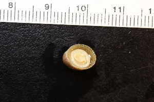  ( - ZMBN_131489)  @11 [ ] CreativeCommons - Attribution Non-Commercial Share-Alike (2019) University of Bergen Natural History Collections