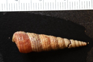  ( - ZMBN_131520)  @11 [ ] CreativeCommons - Attribution Non-Commercial Share-Alike (2019) University of Bergen Natural History Collections