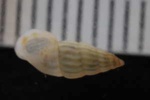  ( - ZMBN_131524)  @11 [ ] CreativeCommons - Attribution Non-Commercial Share-Alike (2019) University of Bergen Natural History Collections