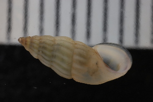  ( - ZMBN_131524)  @11 [ ] CreativeCommons - Attribution Non-Commercial Share-Alike (2019) University of Bergen Natural History Collections