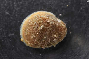  ( - ZMBN_131615)  @11 [ ] CreativeCommons - Attribution Non-Commercial Share-Alike (2019) University of Bergen Natural History Collections