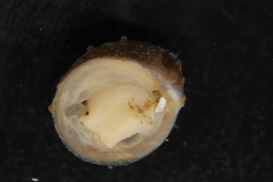  ( - ZMBN_131615)  @11 [ ] CreativeCommons - Attribution Non-Commercial Share-Alike (2019) University of Bergen Natural History Collections