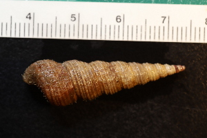 ( - ZMBN_132266)  @11 [ ] CreativeCommons - Attribution Non-Commercial Share-Alike (2019) University of Bergen Natural History Collections