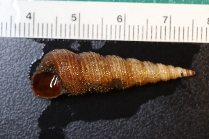  ( - ZMBN_132266)  @11 [ ] CreativeCommons - Attribution Non-Commercial Share-Alike (2019) University of Bergen Natural History Collections