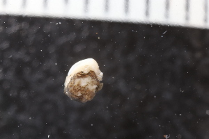  (Philine sp. 2JAK - ZMBN_132273)  @11 [ ] CreativeCommons - Attribution Non-Commercial Share-Alike (2019) University of Bergen Natural History Collections