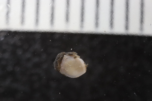  ( - ZMBN_132273)  @11 [ ] CreativeCommons - Attribution Non-Commercial Share-Alike (2019) University of Bergen Natural History Collections