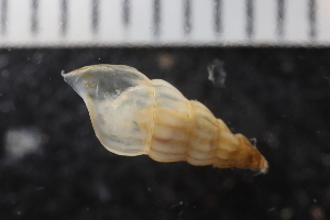  ( - ZMBN_132287)  @11 [ ] CreativeCommons - Attribution Non-Commercial Share-Alike (2019) University of Bergen Natural History Collections