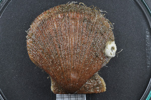  ( - ZMBN_132374)  @11 [ ] Creative Commons  Attribution Non-Commercial Share-Alike (2020) NTNU University Museum, Department of Natural History NTNU University Museum, Department of Natural History