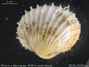  ( - ZMBN_132403)  @11 [ ] Creative Commons  Attribution Non-Commercial Share-Alike (2020) NTNU University Museum, Department of Natural History NTNU University Museum, Department of Natural History