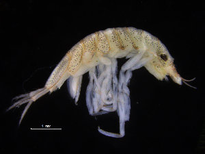  ( - ZMBN_132524)  @11 [ ] CreativeCommons - Attribution Non-Commercial Share-Alike (2019) University of Bergen Natural History Collections