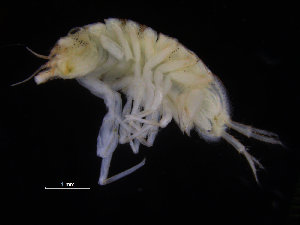  ( - ZMBN_132524)  @11 [ ] CreativeCommons - Attribution Non-Commercial Share-Alike (2019) University of Bergen Natural History Collections