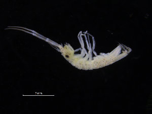  ( - ZMBN_132525)  @11 [ ] CreativeCommons - Attribution Non-Commercial Share-Alike (2019) University of Bergen Natural History Collections