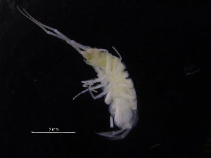  ( - ZMBN_132525)  @11 [ ] CreativeCommons - Attribution Non-Commercial Share-Alike (2019) University of Bergen Natural History Collections