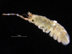 ( - ZMBN_132527)  @11 [ ] CreativeCommons - Attribution Non-Commercial Share-Alike (2019) University of Bergen Natural History Collections