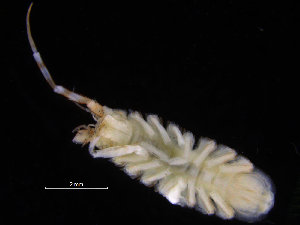  ( - ZMBN_132527)  @11 [ ] CreativeCommons - Attribution Non-Commercial Share-Alike (2019) University of Bergen Natural History Collections