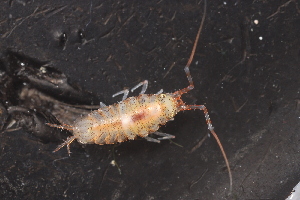  ( - ZMBN_132528)  @11 [ ] CreativeCommons - Attribution Non-Commercial Share-Alike (2019) University of Bergen Natural History Collections