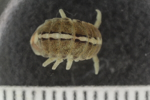  ( - ZMBN_132537)  @11 [ ] CreativeCommons - Attribution Non-Commercial Share-Alike (2019) University of Bergen Natural History Collections