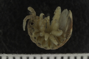  ( - ZMBN_132537)  @11 [ ] CreativeCommons - Attribution Non-Commercial Share-Alike (2019) University of Bergen Natural History Collections