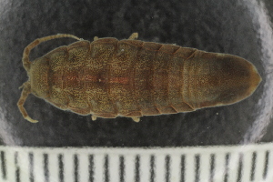  ( - ZMBN_132540)  @11 [ ] CreativeCommons - Attribution Non-Commercial Share-Alike (2019) University of Bergen Natural History Collections