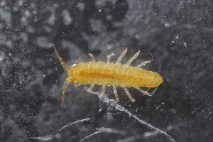  ( - ZMBN_132541)  @11 [ ] CreativeCommons - Attribution Non-Commercial Share-Alike (2019) University of Bergen Natural History Collections