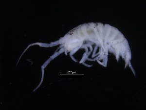  (Ianiropsis breviremis - ZMBN_132551)  @11 [ ] CreativeCommons - Attribution Non-Commercial Share-Alike (2019) University of Bergen Natural History Collections