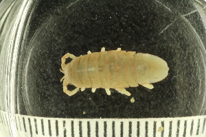  ( - ZMBN_132566)  @11 [ ] CreativeCommons - Attribution Non-Commercial Share-Alike (2019) University of Bergen Natural History Collections