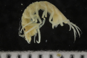  ( - ZMBN_132567)  @11 [ ] CreativeCommons - Attribution Non-Commercial Share-Alike (2019) University of Bergen Natural History Collections