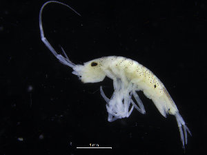  ( - ZMBN_132569)  @11 [ ] CreativeCommons - Attribution Non-Commercial Share-Alike (2019) University of Bergen Natural History Collections