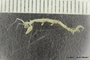  ( - ZMBN_136301)  @11 [ ] Creative Commons BY NC SA (2020) University of Bergen Natural History Collections