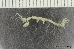  ( - ZMBN_136302)  @11 [ ] Creative Commons BY NC SA (2020) University of Bergen Natural History Collections
