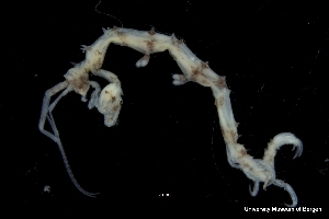  ( - ZMBN_136303)  @11 [ ] Creative Commons BY NC SA (2020) University of Bergen Natural History Collections