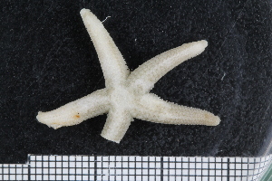  ( - ZMBN_136489)  @11 [ ] Creative Commons BY NC SA (2020) University of Bergen Natural History Collections