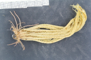  ( - ZMBN_136498)  @11 [ ] Creative Commons BY NC SA (2020) University of Bergen Natural History Collections
