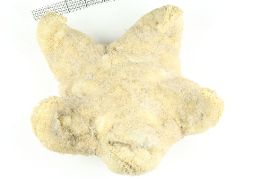  ( - ZMBN_136499)  @11 [ ] Creative Commons BY NC SA (2020) University of Bergen Natural History Collections