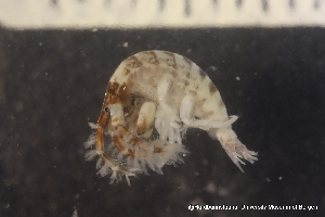  ( - ZMBN_136588)  @11 [ ] Creative Commons BY NC SA (2020) University of Bergen Natural History Collections