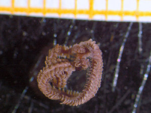  ( - ZMBN_136772)  @11 [ ] Creative Commons BY NC SA (2020) University of Bergen Natural History Collections