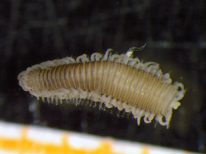  ( - ZMBN_136781)  @11 [ ] Creative Commons BY NC SA (2020) University of Bergen Natural History Collections