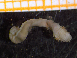  ( - ZMBN_136831)  @11 [ ] Creative Commons BY NC SA (2020) University of Bergen Natural History Collections