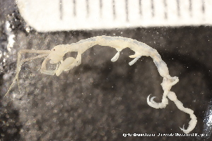 ( - ZMBN_136954)  @11 [ ] Creative Commons BY NC SA (2020) University of Bergen Natural History Collections