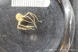  ( - ZMBN_137804)  @11 [ ] Creative Commons BY NC SA (2020) University of Bergen Natural History Collections