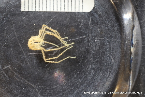  ( - ZMBN_137804)  @11 [ ] Creative Commons BY NC SA (2020) University of Bergen Natural History Collections