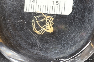  ( - ZMBN_137805)  @11 [ ] Creative Commons BY NC SA (2020) University of Bergen Natural History Collections