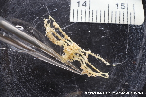  ( - ZMBN_137806)  @11 [ ] Creative Commons BY NC SA (2020) University of Bergen Natural History Collections
