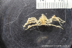  ( - ZMBN_137806)  @11 [ ] Creative Commons BY NC SA (2020) University of Bergen Natural History Collections